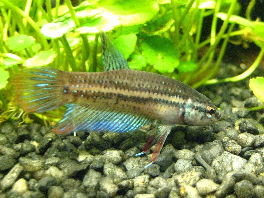 Tubo Di Alimentazione Per Pesci E Gamberi - Trasparente, 6x6x10 Cm, Materiale PP, Evita Dispersione Cibo, Per Acquario