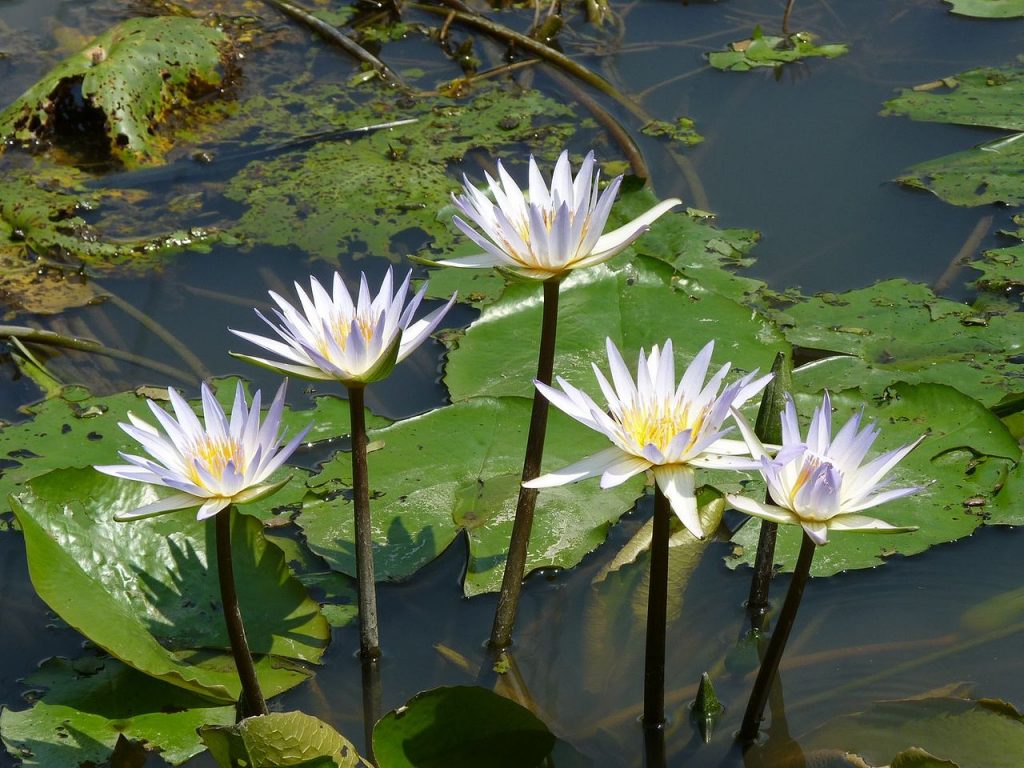 Nymphaea Stellata - Scheda Coltivazione e Caratteristiche